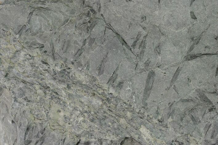 Fossil Lycopod Tree Root (Stigmaria) - Kentucky #158814
